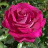 Rosa Belles Rives (Meizolnil)