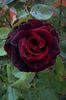 Rosa Black Baccara (Meidebenne).