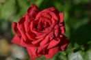 Rosa Burgund '81 (Korgund81)