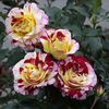 Rosa Camille Pissaro (Delstricol)
