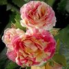 Rosa Claude Monet.