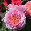 Rosa Eisvogel.