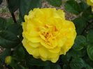Rosa Gina Lollobrigida (Meilivar)