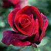 Rosa Jubilé Papa Meilland (Meiceazar)