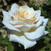 Rosa Jardin de Bagatelle (Meimafris)