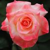 Rosa Lady Di
