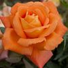 Rosa Louis de Funes (Meirestif).