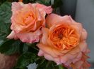 Rosa Samaritan (Harverag)