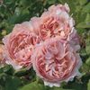 Rosa Princesse Charlène de Monaco (Meidysouk)