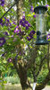 clematis hybr. blue