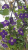 clematis hybr. blue