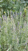 hissopus officinalis(isop)