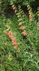 penstemon hybr. pink