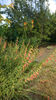 Kniphofia uvaria