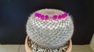 Mammillaria hahniana, 80 lei - diam. ghiveci 13,5 cm