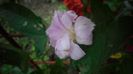 Calystegia hederacea