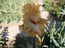 rubenesque