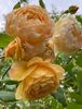 9F81D1FF-E06A-4A62-9885-C5FEC7E4423D