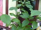 P1380889Malin cu floare -in ghiveci-
