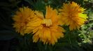 Coreopsis grandiflora,cu multumiri!