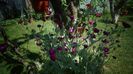 Lychnis coronaria