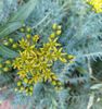 Iarbă grasă- sedum acre Yellow