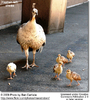 peahenwithchicks3