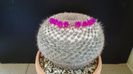 Mammillaria hahniana