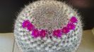 Mammillaria hahniana