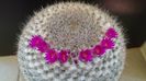 Mammillaria hahniana