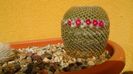 Mammillaria crucigera ssp. tlalocii