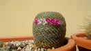 Mammillaria crucigera ssp. tlalocii