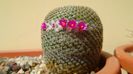 Mammillaria crucigera ssp. tlalocii