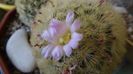 Mammillaria carmenae