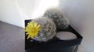 Mammillaria baumii