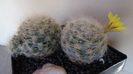Mammillaria baumii