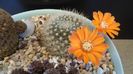 Rebutia steinmannii v. christinae