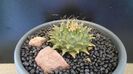 Obregonia denegrii