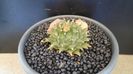 Obregonia denegrii