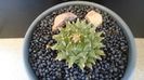 Obregonia denegrii