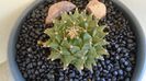 Obregonia denegrii