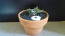 Ariocarpus retusus