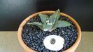 Ariocarpus retusus