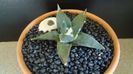 Ariocarpus retusus