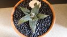 Ariocarpus retusus