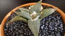 Ariocarpus retusus