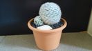 Mammillaria humboldtii