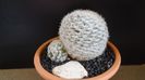 Mammillaria humboldtii