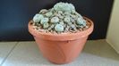 Lophophora williamsii v. caespitosa (colonie)