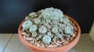 Lophophora williamsii v. caespitosa (colonie)